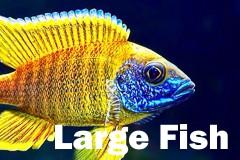 African Cichlid for sale Large Fish