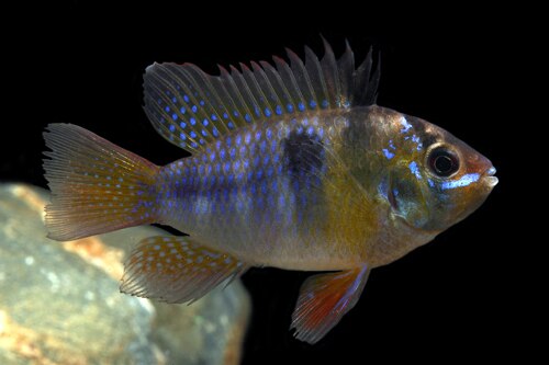German Blue Ram, Mikrogeophagus ramirezi, New World Cichlid