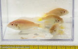 Albino Ruby Red Victorian African Cichlid 2 inch +  Live Fish