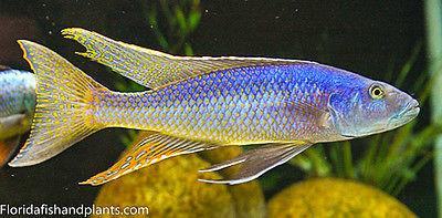 Champsochromis Caeruleus "Malawi Trout" African Cichlid Live Fish