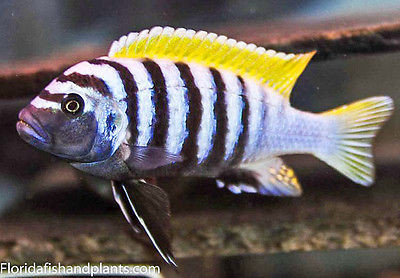 Cynotilapia afra (Jalo Reef) 1.5 inch African Cichlid Live fish