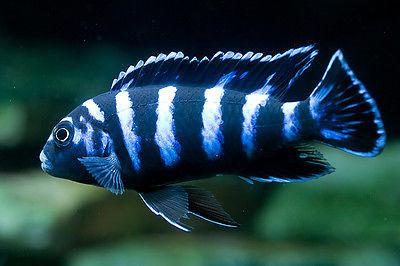 Demasoni Cichlid, Pseudotropheus 1.5inch  African Cichlid live fish