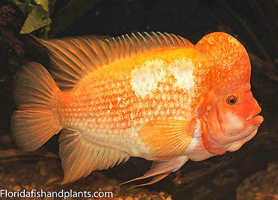 Amphilophus labiatus, Red Devil cichlid, 1.5 inch Live Fish FULLY GUARANTEED