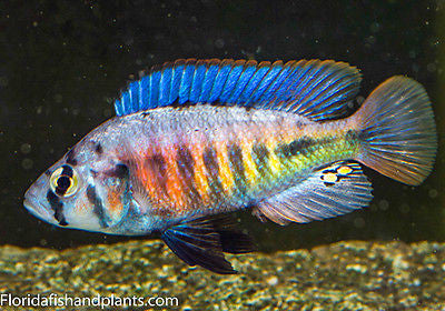 Pundamilia sp. "red flank" (Nansio Bay) 1.5 Inch  African Cichlid Victorian Live Fish