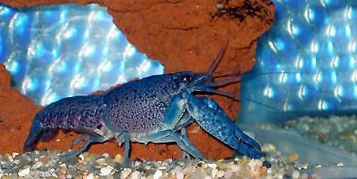Electric Blue Crayfish (Lobster) 1.5 inch Live fish