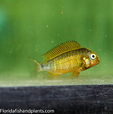 (1) Blond Moliro Tropheus Blond Firecracker Tanganyika 1.5 inch African Cichlid