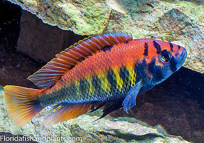 (1) Haplochromis Thick Skin, Red Fin 1.5 Inch  African Cichlid Victorian
