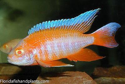 Albino Red Shoulder Peacock Aulonocara  African Cichlid