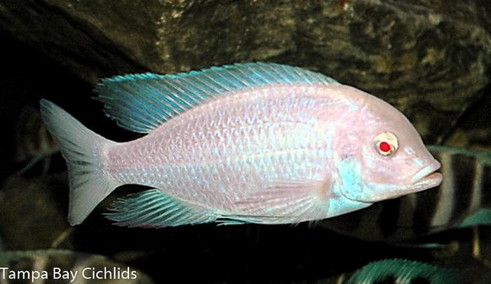 Albino Cyrtocara moorii, Haplochromis, Lake Malawi, African Cichlid