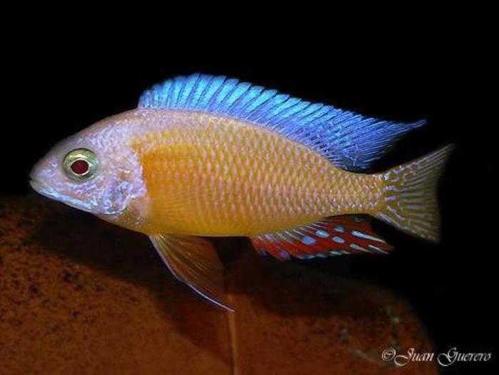 Albino Taiwan Reef, Haplochromis, Lake Malawi, African Cichlid