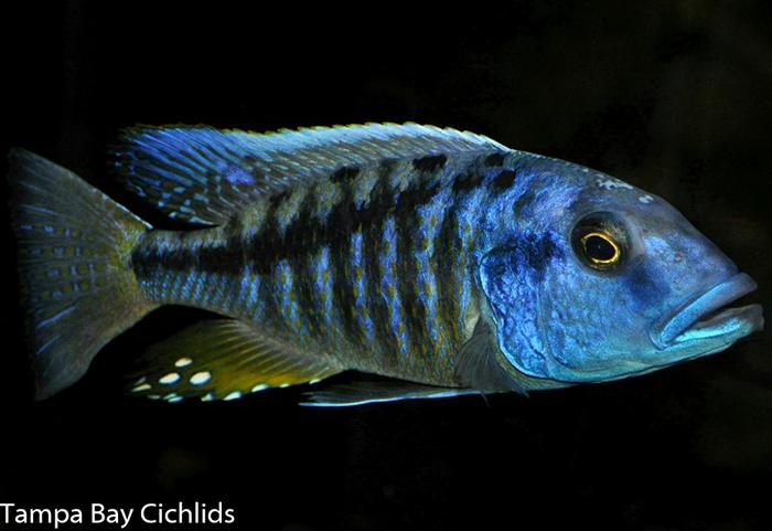 Buccochromis heterotaenia, Haplochromide, African Cichlid