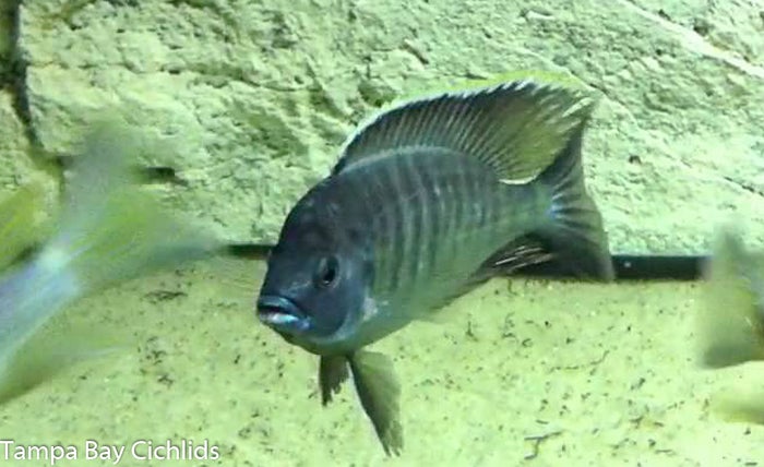 Atripinnis, Copadichromis Haplochromide, African Cichlid