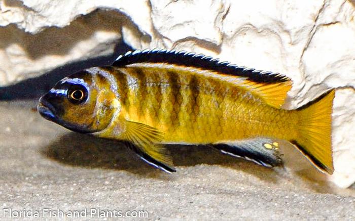 Elongatus Usisya, Metriaclima sp. "Elongatus Usisya", Mbuna