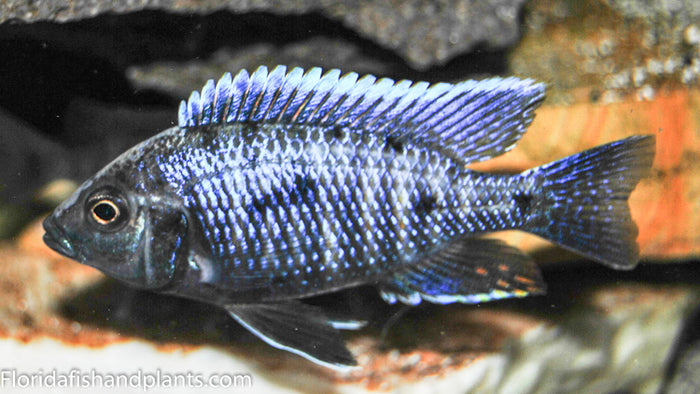 Fireline Mloto , Copadichromis trewavasae