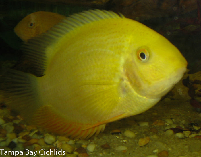 Gold Severum 1.25-2.0 inch New World cichlid