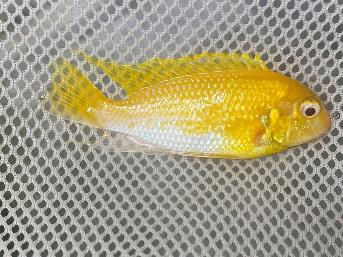 Albino Red Mac, Tropheops sp. Albino Red cheek