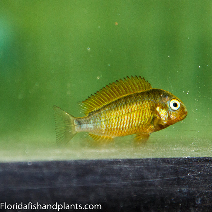 Blond Moliro Tropheus Firecracker 1.25-2.0 inch Tanganyika African Cichlid