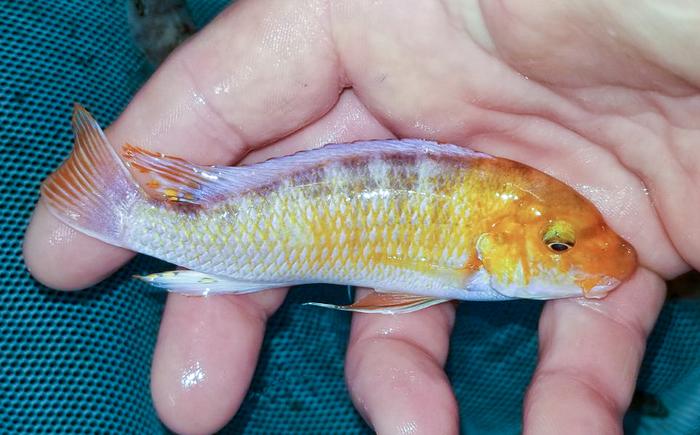 Labeotropheus trewavasae Chiofu Bay, Mbuna, Malawi African Cichlid