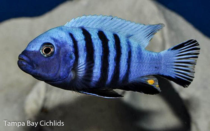 Metriaclima Pulpican (Kingsizei), Mbuna, Malawi African Cichlid