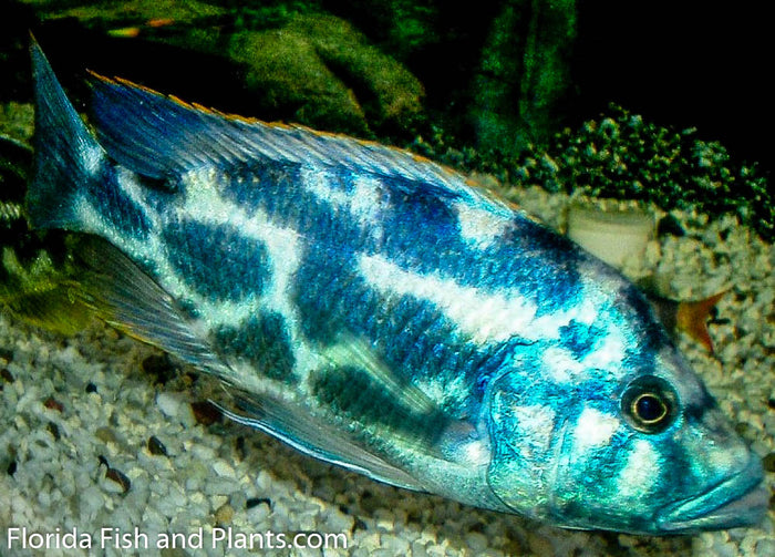 Livingstoni, Nimbochromis, Haplochromis