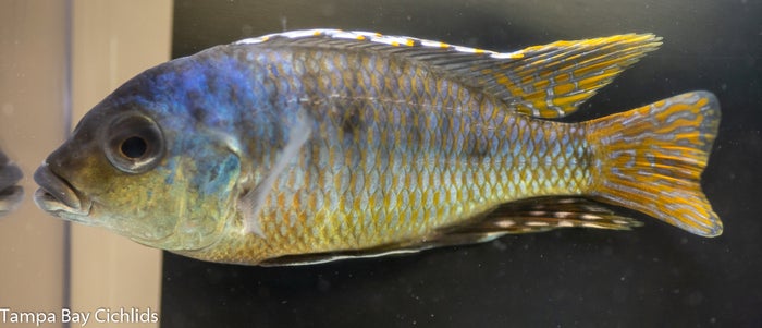 Spots Sani, Otopharynx, Haplochromis