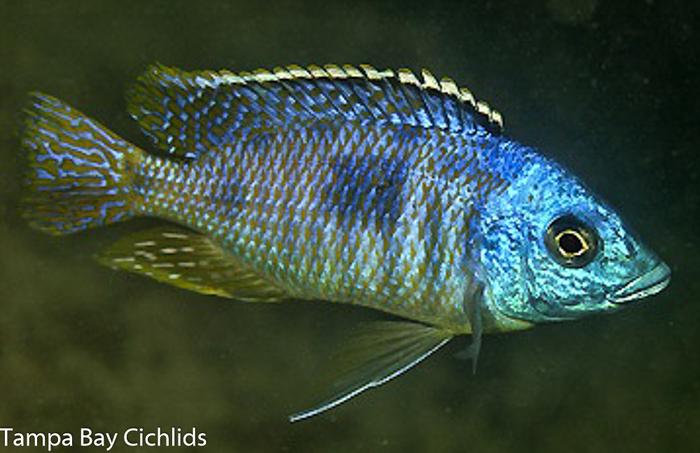 Otopharynx sp. ''Heterodon Nankumba'' Otter Point, Haplochromide, African Cichlid
