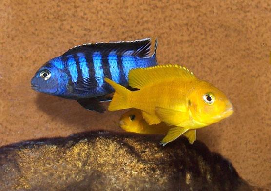 Pseudotropheus Saulosi Cichlid, Mbuna , African Cichlid