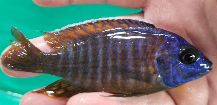 Roberti Peacock, Aulonocara Roberti
