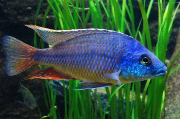 Protomelas similis, Haplochromis