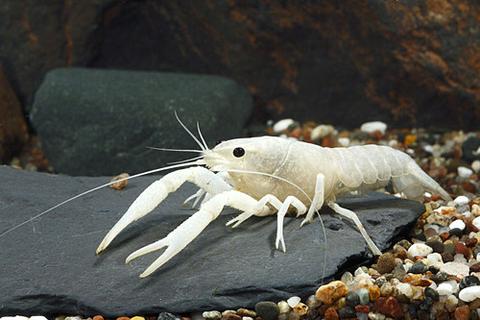 Vanilla Crayfish (Lobster) 1.5 inch Live fish
