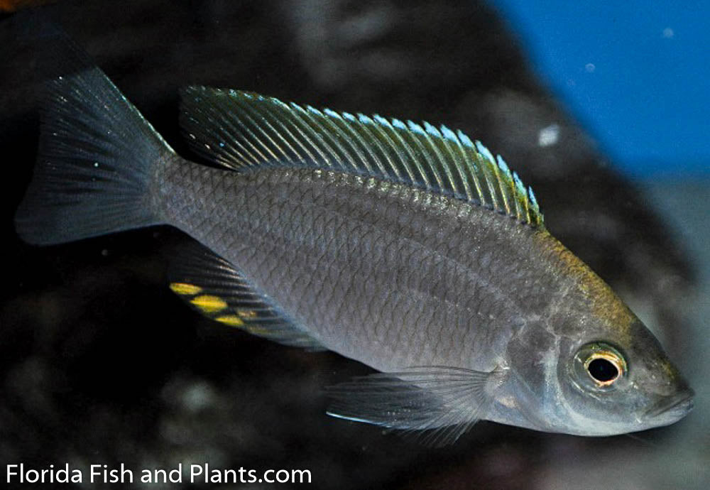 Virginalis gold,  Copadichromis, Haplochromis