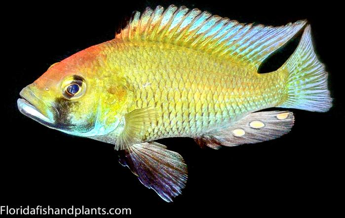 Astatotilapia calliptera, Haplochromis, African Cichlid