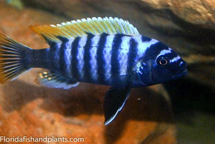 Cynotilapia afra Lundo Island Red top, Mbuna, Malawi African Cichlid