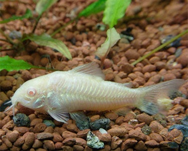 Albino Cory cat (Albino Aeneus Corydoras) .5-1.0 inch