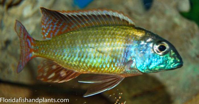 Lethrinops sp. Mbawa Black Fin, Haplochromide, African Cichlid