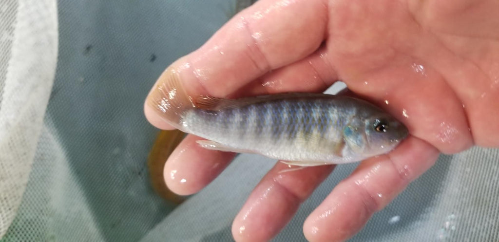 Labeotropheus trewavasae Ikwasi, Mbuna, Malawi African Cichlid