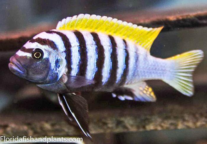 Jalo Reef Afra, Cynotilapia zebroides "Jalo Reef", Mbuna