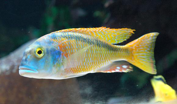 Buccochromis Nototaenia Haplochromide African Cichlid