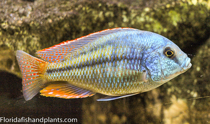 Chilotilapia Rhoadesii, Haplochromide, African Cichlid