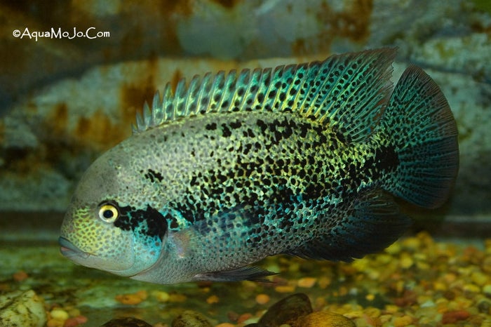 Vieja Zonatus