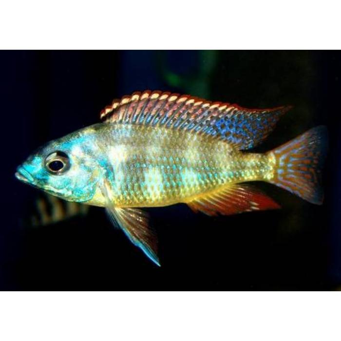 Placidochromis johnstoni, Haplochromide, African Cichlid