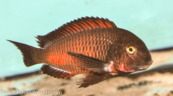 Tropheus Chimba 1.25-2.0 inch
