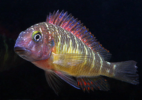 Red Rainbow Tropheus (Kasanga)1.25-2.0 inch